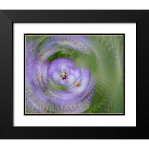 France-Giverny Abstract of purple pansy  Black Modern Wood Framed Art Print with Double Matting by Jaynes Gallery
