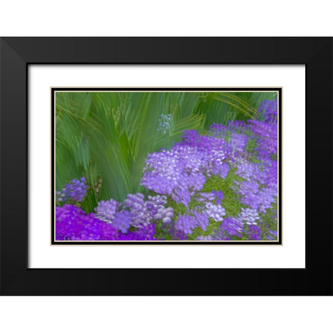 France-Giverny Impression of flowers in Monets Garden  Black Modern Wood Framed Art Print with Double Matting by Jaynes Gallery