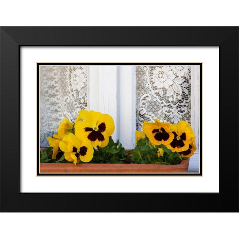 France-Giverny Yellow pansies and lace curtain  Black Modern Wood Framed Art Print with Double Matting by Jaynes Gallery