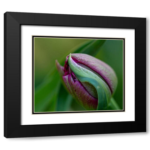 France-Giverny Close-up of purple tulip bud  Black Modern Wood Framed Art Print with Double Matting by Jaynes Gallery