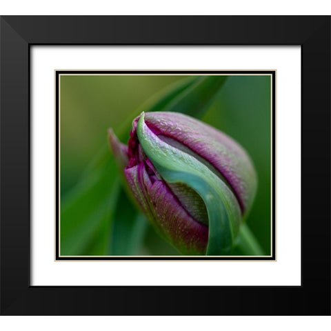 France-Giverny Close-up of purple tulip bud  Black Modern Wood Framed Art Print with Double Matting by Jaynes Gallery