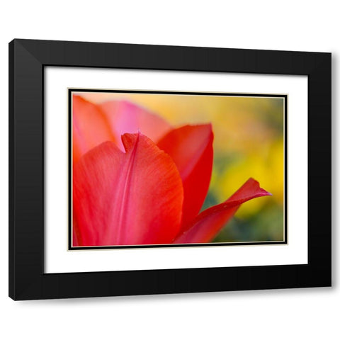 France-Giverny Close-up of red tulip petals  Black Modern Wood Framed Art Print with Double Matting by Jaynes Gallery
