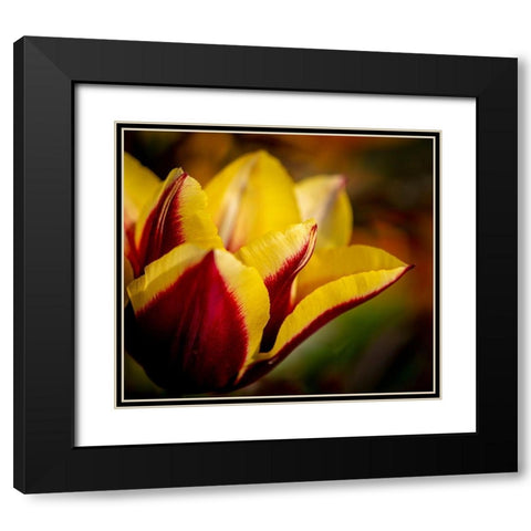 France-Giverny Close-up orange and yellow tulip petals  Black Modern Wood Framed Art Print with Double Matting by Jaynes Gallery