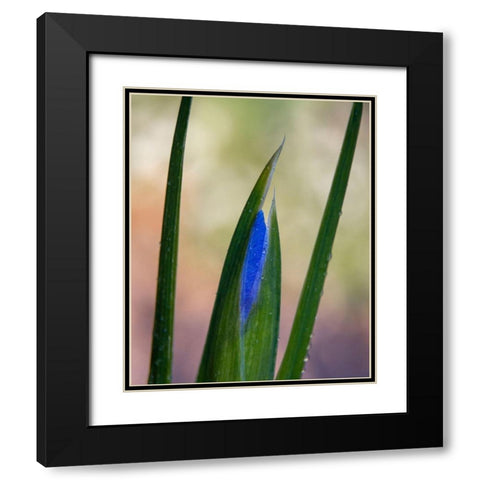 France-Giverny Close-up of emerging purple iris  Black Modern Wood Framed Art Print with Double Matting by Jaynes Gallery