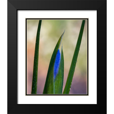 France-Giverny Close-up of emerging purple iris  Black Modern Wood Framed Art Print with Double Matting by Jaynes Gallery