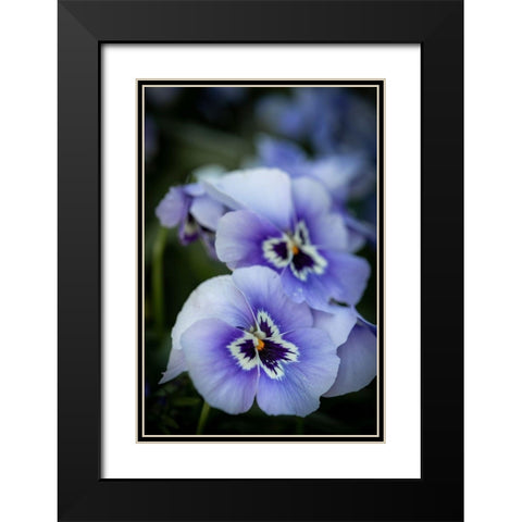 France-Giverny Close-up of purple pansies  Black Modern Wood Framed Art Print with Double Matting by Jaynes Gallery