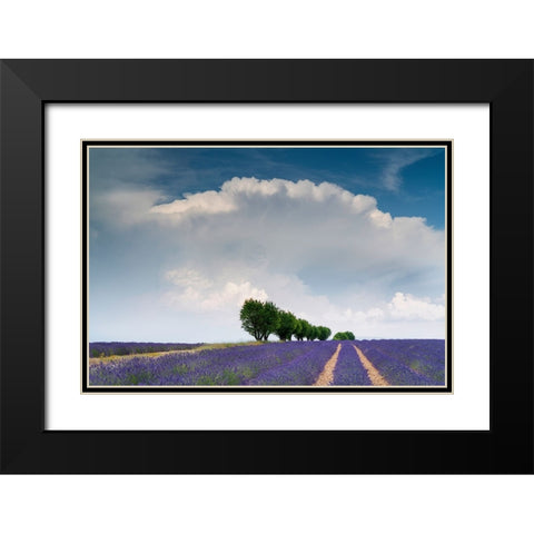Europe-France-Provence-Valensole Plateau-Clouds over rows of lavender and trees Black Modern Wood Framed Art Print with Double Matting by Jaynes Gallery