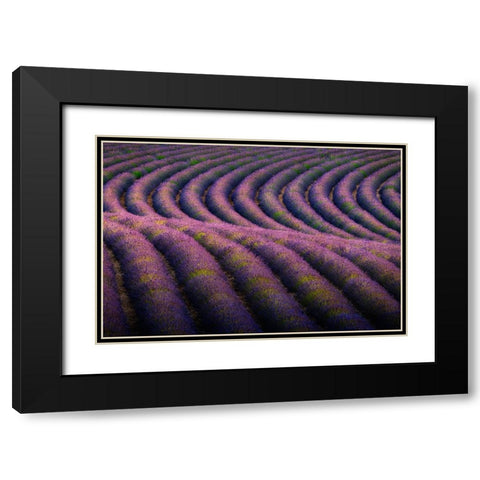 Europe-France-Provence-Valensole Plateau-Rows of ripe lavender Black Modern Wood Framed Art Print with Double Matting by Jaynes Gallery