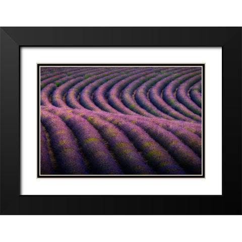 Europe-France-Provence-Valensole Plateau-Rows of ripe lavender Black Modern Wood Framed Art Print with Double Matting by Jaynes Gallery