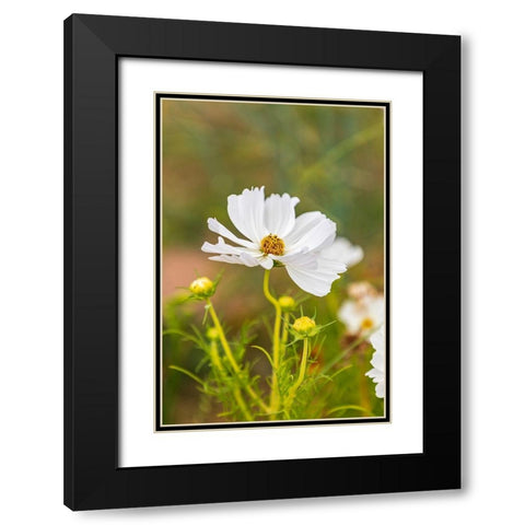 France-Haute-Vienne-Limoges Flowers in a garden in Limoges Black Modern Wood Framed Art Print with Double Matting by Wilson, Emily