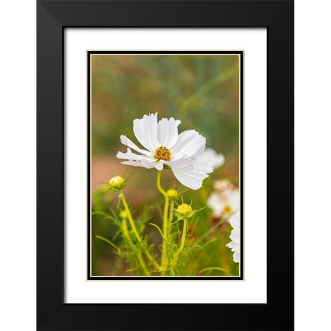 France-Haute-Vienne-Limoges Flowers in a garden in Limoges Black Modern Wood Framed Art Print with Double Matting by Wilson, Emily