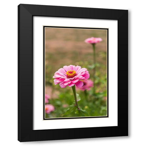 France-Haute-Vienne-Limoges Flowers in a garden in Limoges Black Modern Wood Framed Art Print with Double Matting by Wilson, Emily