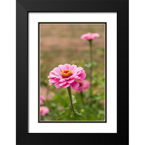 France-Haute-Vienne-Limoges Flowers in a garden in Limoges Black Modern Wood Framed Art Print with Double Matting by Wilson, Emily