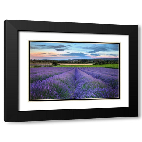 France-Provence-Salt-lavender field in full bloom Black Modern Wood Framed Art Print with Double Matting by Steve Mohlenkamp