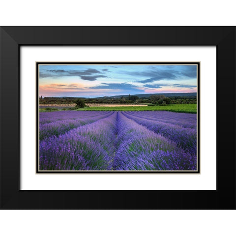 France-Provence-Salt-lavender field in full bloom Black Modern Wood Framed Art Print with Double Matting by Steve Mohlenkamp