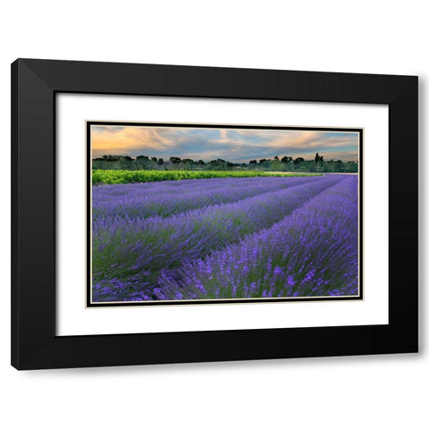 France-Provence-Salt-Lavender field at sunrise Black Modern Wood Framed Art Print with Double Matting by Steve Mohlenkamp