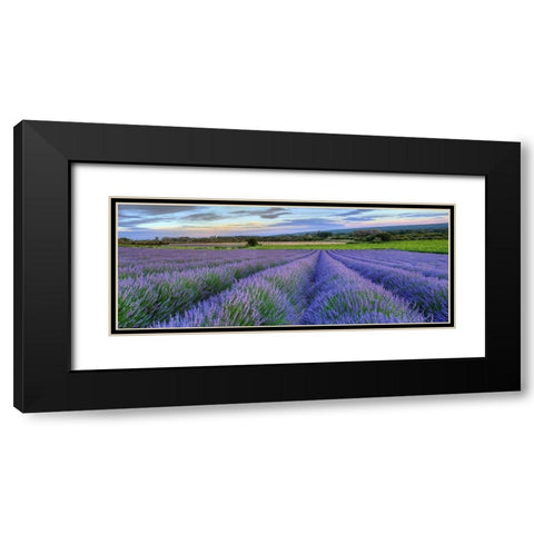 Lavender bloom near Sault in the south of France panoramic Black Modern Wood Framed Art Print with Double Matting by Steve Mohlenkamp