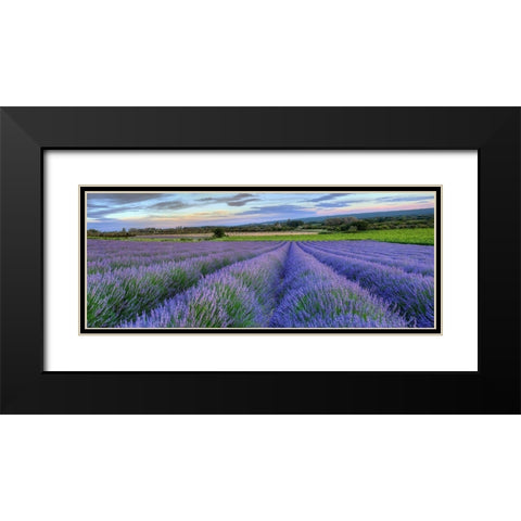 Lavender bloom near Sault in the south of France panoramic Black Modern Wood Framed Art Print with Double Matting by Steve Mohlenkamp