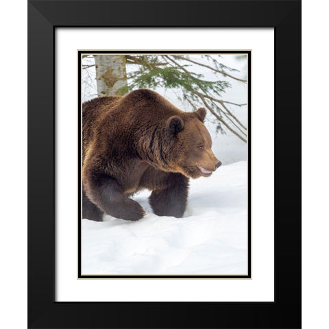 Eurasian brown bear in deep snow-During winter in National Park Bavarian Forest Germany-Bavaria Black Modern Wood Framed Art Print with Double Matting by Zwick, Martin