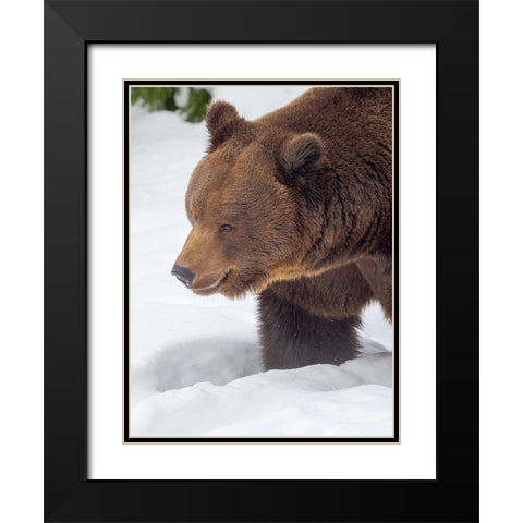Eurasian brown bear in deep snow-During winter in National Park Bavarian Forest Germany-Bavaria Black Modern Wood Framed Art Print with Double Matting by Zwick, Martin