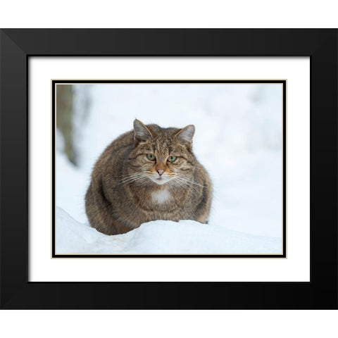 European wildcat during winter in deep snow in National Park Bavarian Forest Germany-Bavaria Black Modern Wood Framed Art Print with Double Matting by Zwick, Martin