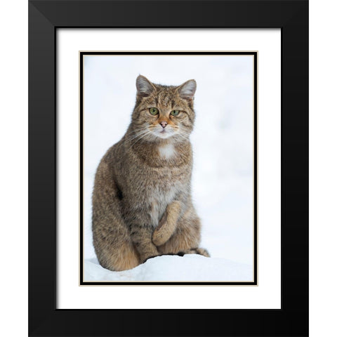 European wildcat during winter in deep snow in National Park Bavarian Forest Germany-Bavaria Black Modern Wood Framed Art Print with Double Matting by Zwick, Martin