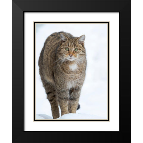 European wildcat during winter in deep snow in National Park Bavarian Forest Germany-Bavaria Black Modern Wood Framed Art Print with Double Matting by Zwick, Martin