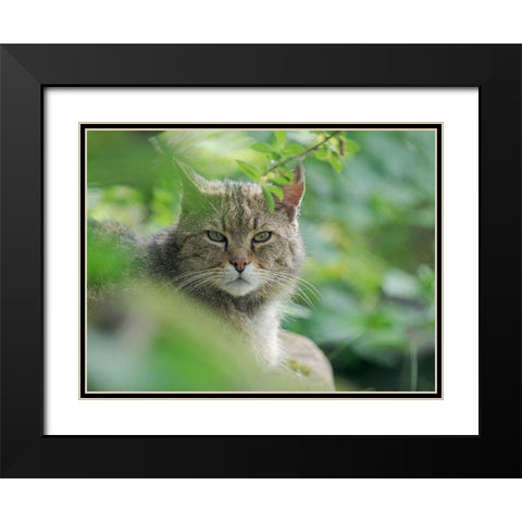 European wildcat in Wildkatzendorf Huetscheroda (wildcat village)-Hainich-Thuringia-Germany Black Modern Wood Framed Art Print with Double Matting by Zwick, Martin