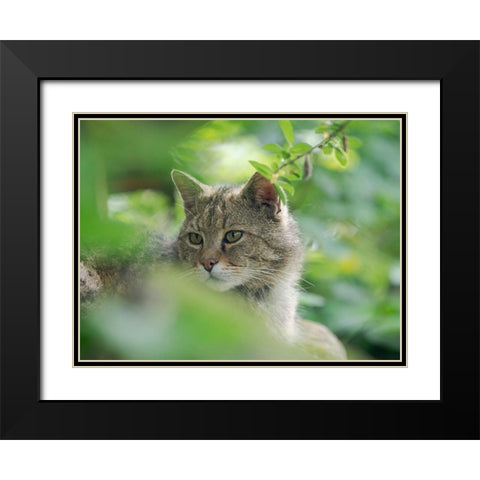 European wildcat in Wildkatzendorf Huetscheroda (wildcat village)-Hainich-Thuringia-Germany Black Modern Wood Framed Art Print with Double Matting by Zwick, Martin
