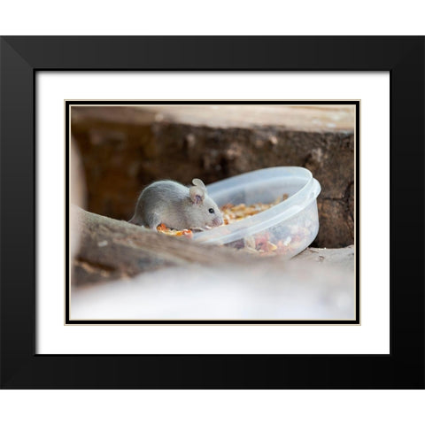 House mouse in Wildkatzendorf Huetscheroda (wildcat village)-Hainich-Thuringia-Germany Black Modern Wood Framed Art Print with Double Matting by Zwick, Martin