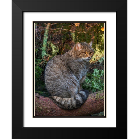 European wildcat in National Park Bavarian Forest Germany-Bavaria Black Modern Wood Framed Art Print with Double Matting by Zwick, Martin