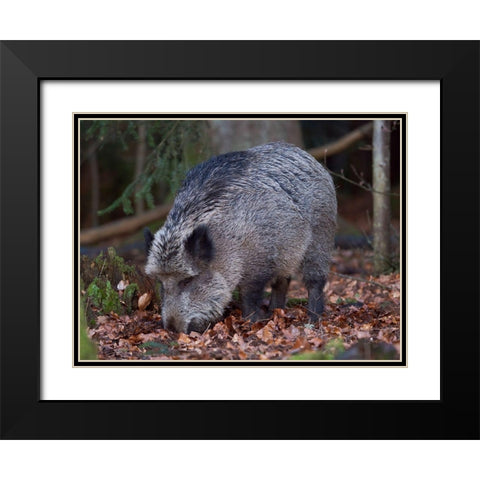 Wild boar during winter in high forest Bavarian Forest National Park Germany-Bavaria Black Modern Wood Framed Art Print with Double Matting by Zwick, Martin