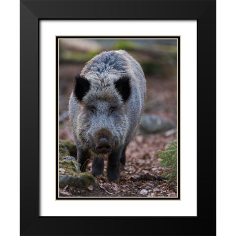 Wild boar during winter in high forest Bavarian Forest National Park Germany-Bavaria Black Modern Wood Framed Art Print with Double Matting by Zwick, Martin