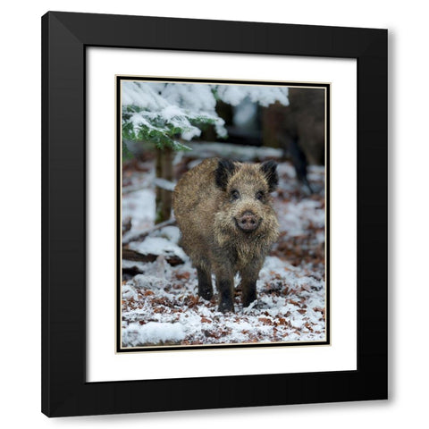 Wild boar during winter in high forest Bavarian Forest National Park Germany-Bavaria Black Modern Wood Framed Art Print with Double Matting by Zwick, Martin