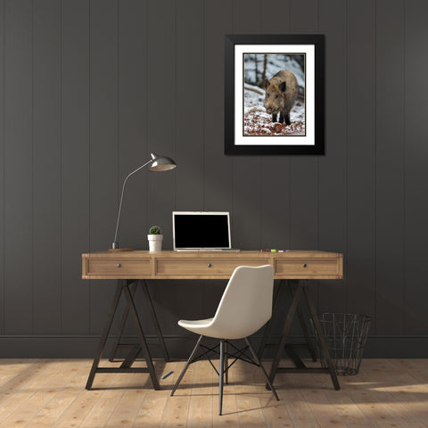 Wild boar during winter in high forest Bavarian Forest National Park Germany-Bavaria Black Modern Wood Framed Art Print with Double Matting by Zwick, Martin