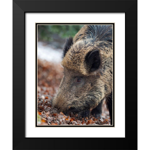 Wild boar during winter in high forest Bavarian Forest National Park Germany-Bavaria Black Modern Wood Framed Art Print with Double Matting by Zwick, Martin