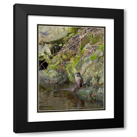 Eurasian Otter (Lutra lutra) during winter Bavarian Forest National Park Germany-Bavaria Black Modern Wood Framed Art Print with Double Matting by Zwick, Martin