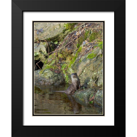 Eurasian Otter (Lutra lutra) during winter Bavarian Forest National Park Germany-Bavaria Black Modern Wood Framed Art Print with Double Matting by Zwick, Martin