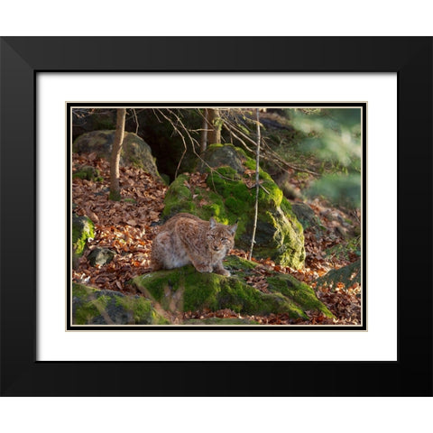 Eurasian Lynx (Lynx lynx ) during winter Bavarian Forest National Park Germany-Bavaria Black Modern Wood Framed Art Print with Double Matting by Zwick, Martin