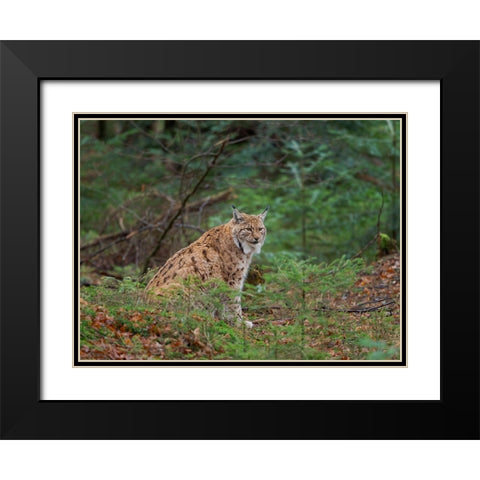 Eurasian Lynx (Lynx lynx ) during winter Bavarian Forest National Park Germany-Bavaria Black Modern Wood Framed Art Print with Double Matting by Zwick, Martin