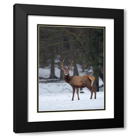 Red deer (Cervus elaphus) during winter Bavarian Forest National Park Germany-Bavaria Black Modern Wood Framed Art Print with Double Matting by Zwick, Martin