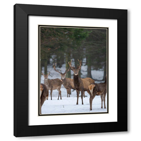 Red deer (Cervus elaphus) during winter Bavarian Forest National Park Germany-Bavaria Black Modern Wood Framed Art Print with Double Matting by Zwick, Martin