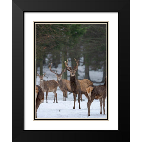 Red deer (Cervus elaphus) during winter Bavarian Forest National Park Germany-Bavaria Black Modern Wood Framed Art Print with Double Matting by Zwick, Martin