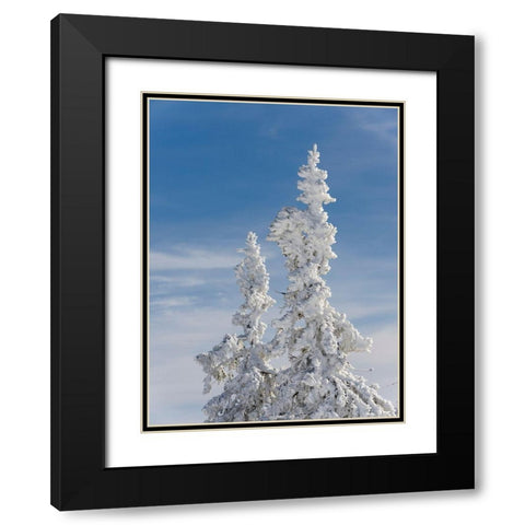 Snow-covered trees at the peak of Mount Lusen Central Germany-Bavaria Black Modern Wood Framed Art Print with Double Matting by Zwick, Martin