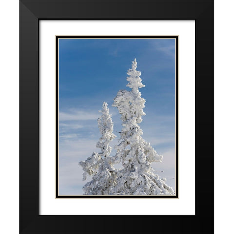 Snow-covered trees at the peak of Mount Lusen Central Germany-Bavaria Black Modern Wood Framed Art Print with Double Matting by Zwick, Martin