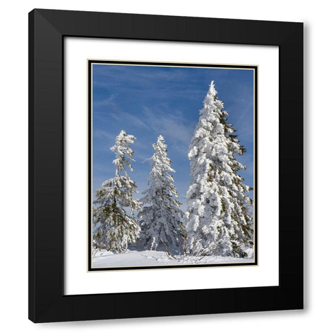 Snow-covered trees at the peak of Mount Lusen Central Germany-Bavaria Black Modern Wood Framed Art Print with Double Matting by Zwick, Martin
