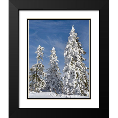Snow-covered trees at the peak of Mount Lusen Central Germany-Bavaria Black Modern Wood Framed Art Print with Double Matting by Zwick, Martin