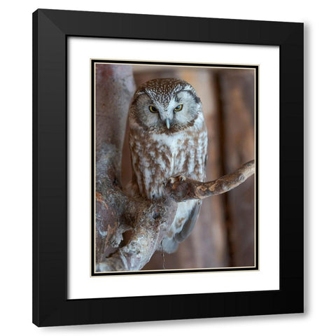 Boreal owl (Aegolius funereus) Enclosure area of the National Park Bavarian Forest Black Modern Wood Framed Art Print with Double Matting by Zwick, Martin