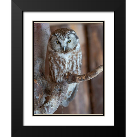 Boreal owl (Aegolius funereus) Enclosure area of the National Park Bavarian Forest Black Modern Wood Framed Art Print with Double Matting by Zwick, Martin