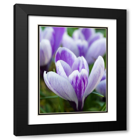 Crocus- variety Pickwick- Germany Black Modern Wood Framed Art Print with Double Matting by Zwick, Martin